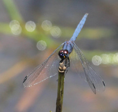Trithemis furva