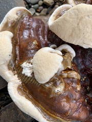Ganoderma sessile