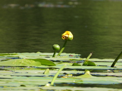 Nuphar variegata