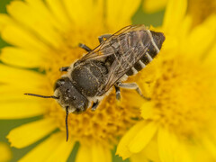 Eutricharaea