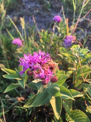 Vernonia baldwinii