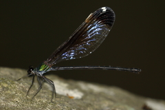 Psolodesmus mandarinus dorothea