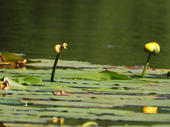 Nuphar variegata