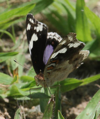 Junonia oenone oenone