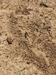 Formicidae