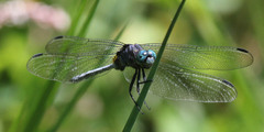 Orthetrum