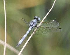 Hemistigma albipunctum