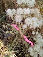 Brickellia eupatorioides