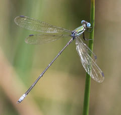 Lestes virgatus