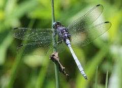 Orthetrum julia