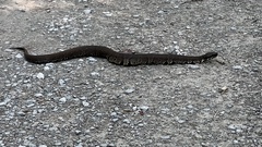 Agkistrodon piscivorus