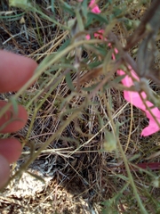 Brickellia eupatorioides