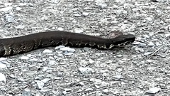 Agkistrodon piscivorus
