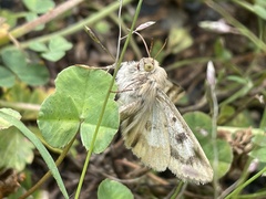 Heliothis viriplaca