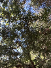 Juniperus ashei