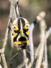 Eurydema ornata