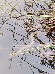 Natrix tessellata