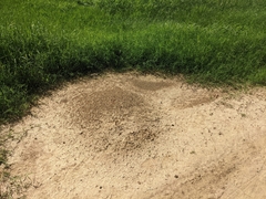 Formicidae