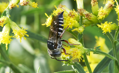 Coelioxys octodentatus