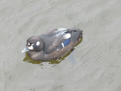 Histrionicus histrionicus