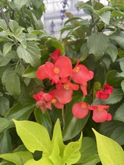 Begonia