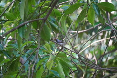 Orthotomus ruficeps