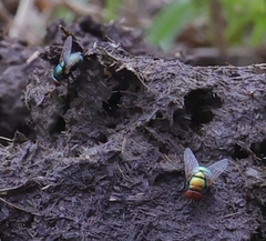 Chrysomya rufifacies