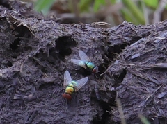 Chrysomya rufifacies