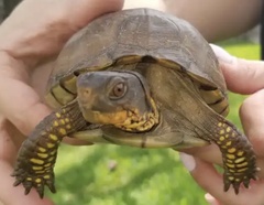 Terrapene carolina triunguis