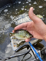 Lepomis microlophus