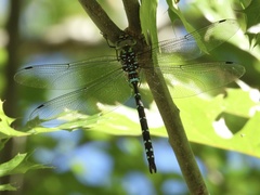 Aeshna tuberculifera