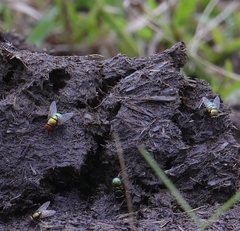 Chrysomya rufifacies