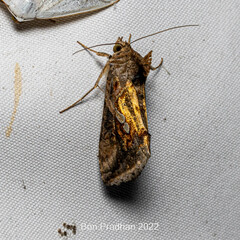Chrysodeixis