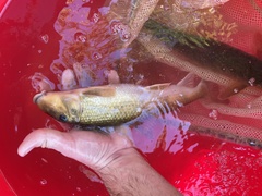 Hypentelium nigricans