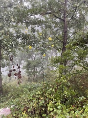 Helianthus microcephalus