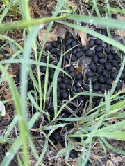 Leporidae