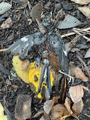 Setophaga caerulescens