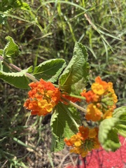 Lantana urticoides