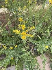 Solidago rigida