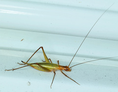 Oecanthus pini
