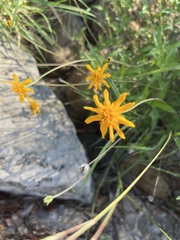 Wedelia hispida