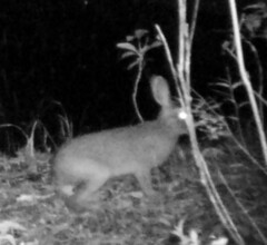 Lepus americanus