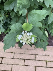Viburnum opulus