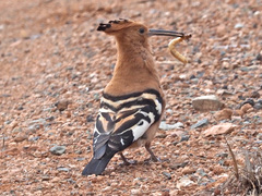 Upupa epops africana