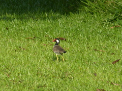 Vanellus indicus