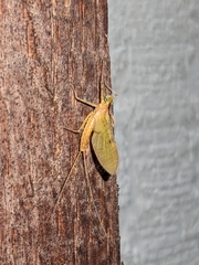 Stenacron interpunctatum