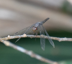 Neurothemis fluctuans