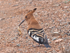 Upupa epops africana
