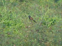 Centropus bengalensis