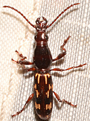Arrhenodes minutus